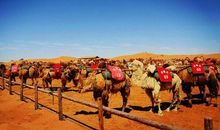 塞上江南行之骑骆驼