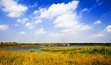 美丽的杭州湾湿地——芦苇荡