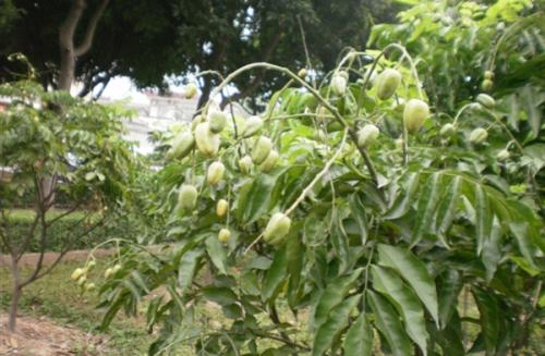 那棵树终于结出果实