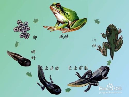 实验观察t