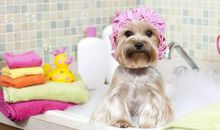帮狗狗洗澡
