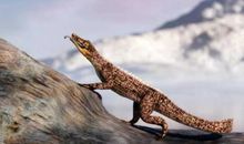 毛鼠和鳄鱼读后感