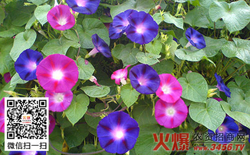 变色的牵牛花