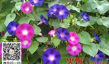 会变色的牵牛花