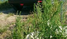 我的亲密“小伙伴”