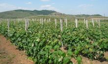 走进葡萄园唤醒春天