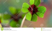 三叶草的小秘密