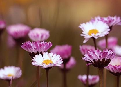 放弃生活的美丽