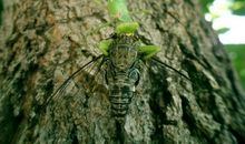 螳螂捕蝉，黄雀在后