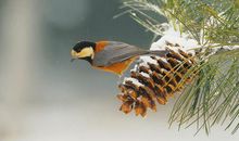 雪中收获的友谊