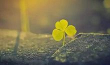 坚持最初的梦想，绽放梦想之花