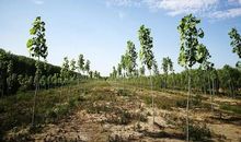 春到我家的农场