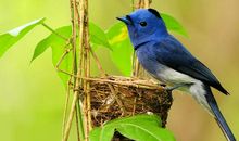 可爱的“小鸟”