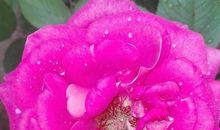 我想要怒放的生活