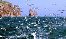 快乐的鸟岛之旅