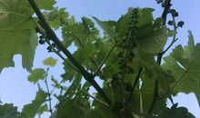 我是一棵葡萄树