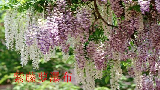 子腾罗瀑布仿竹