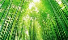 快乐的大竹海之游