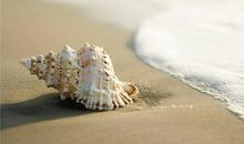 癞蛤蟆和贝壳的故事