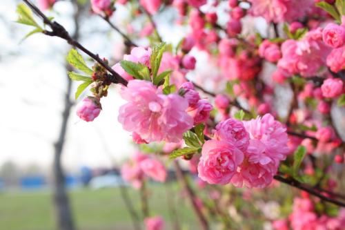 朵朵桃花