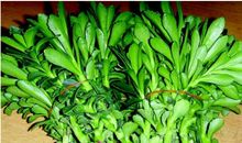 种蔬菜小盆栽的启示