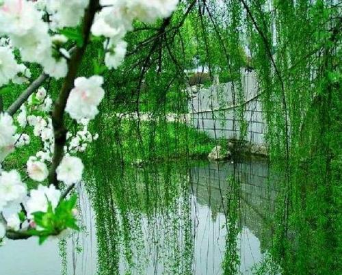 在校园里垂柳
