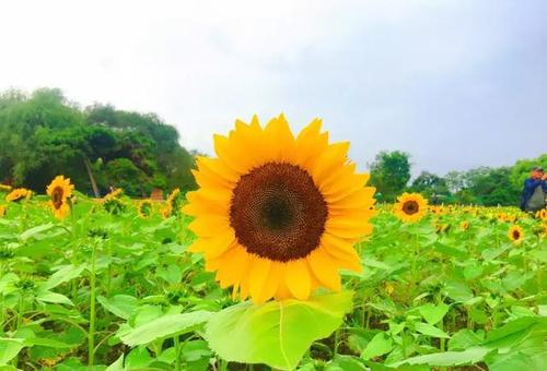 心花向阳