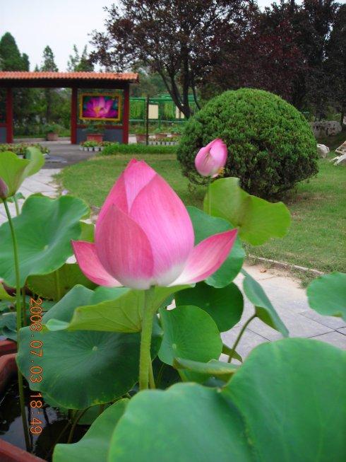 如果我是一朵花