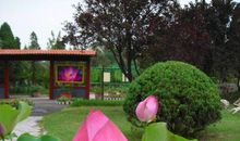 如果我是一朵花