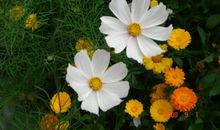 开在尘土里的花