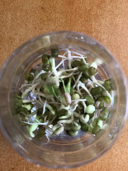 小豆芽改造