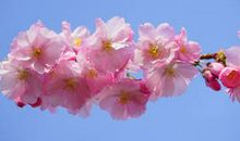 急性子的蚕宝宝