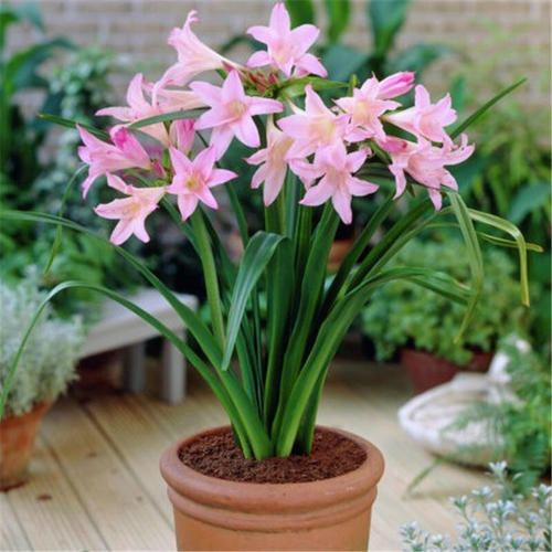 水仙花和风信子