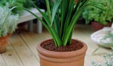 水仙花与风信子