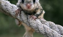 “寒号鸟”的故事新编