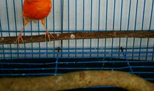 爷爷家的芙蓉鸟