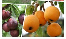 值得一尝的菇茑