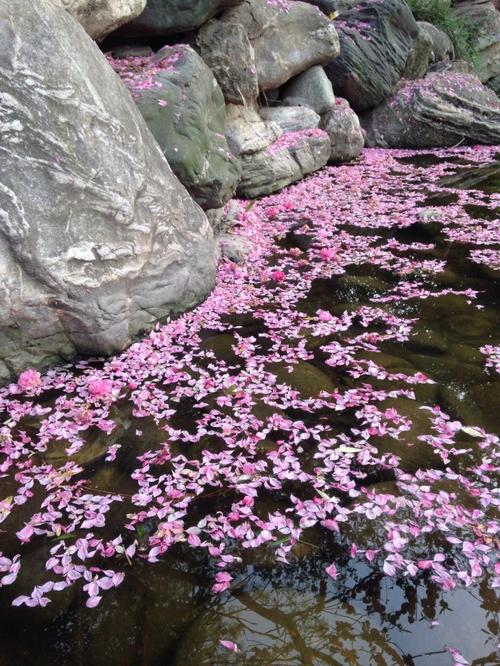 落花有痕迹