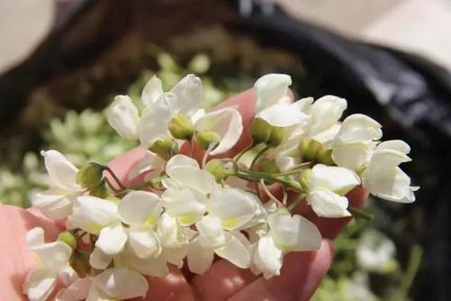 谁的心里充满了槐花