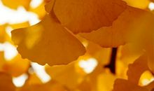 去旅行的银杏叶