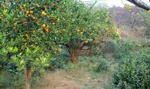 我爱家乡的橘林