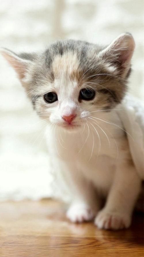 可怜的猫