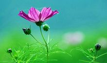 青春盛开，繁花似锦