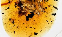 一滴封印千年的泪一琥珀