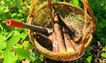 触摸自然的心声