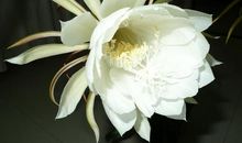 昙花初放，星辰闪耀