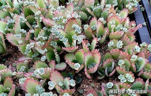 有趣的种植经验