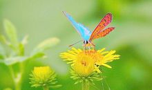 蝴蝶振翅生命起飞