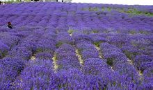 美丽的薰衣草庄园