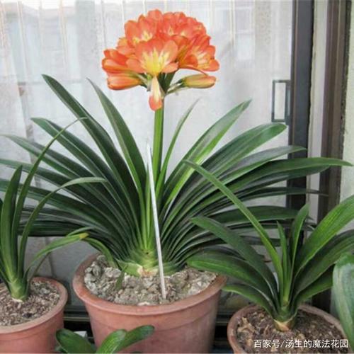 成功花